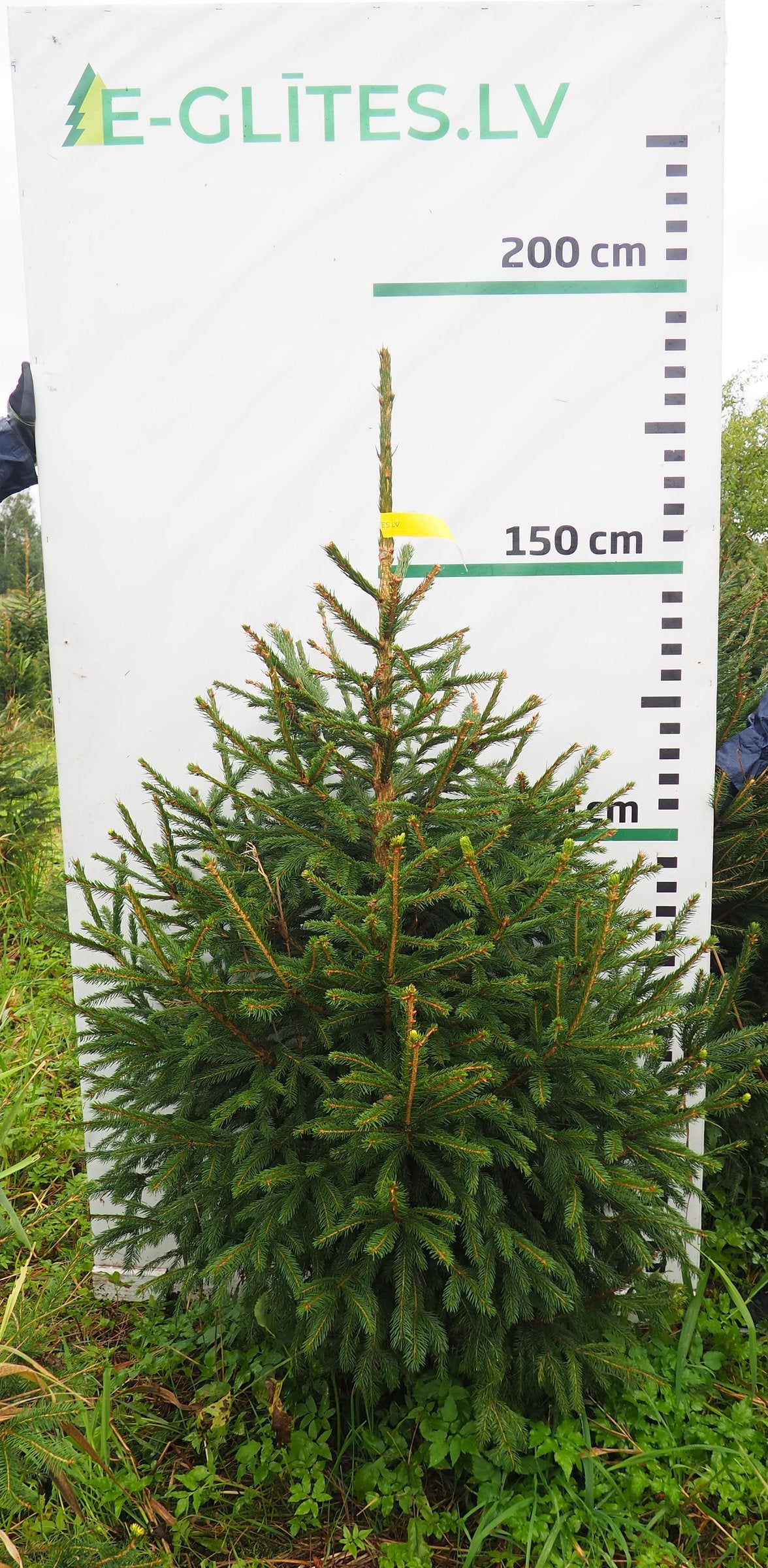 Egle 6K44, garums 1.75m