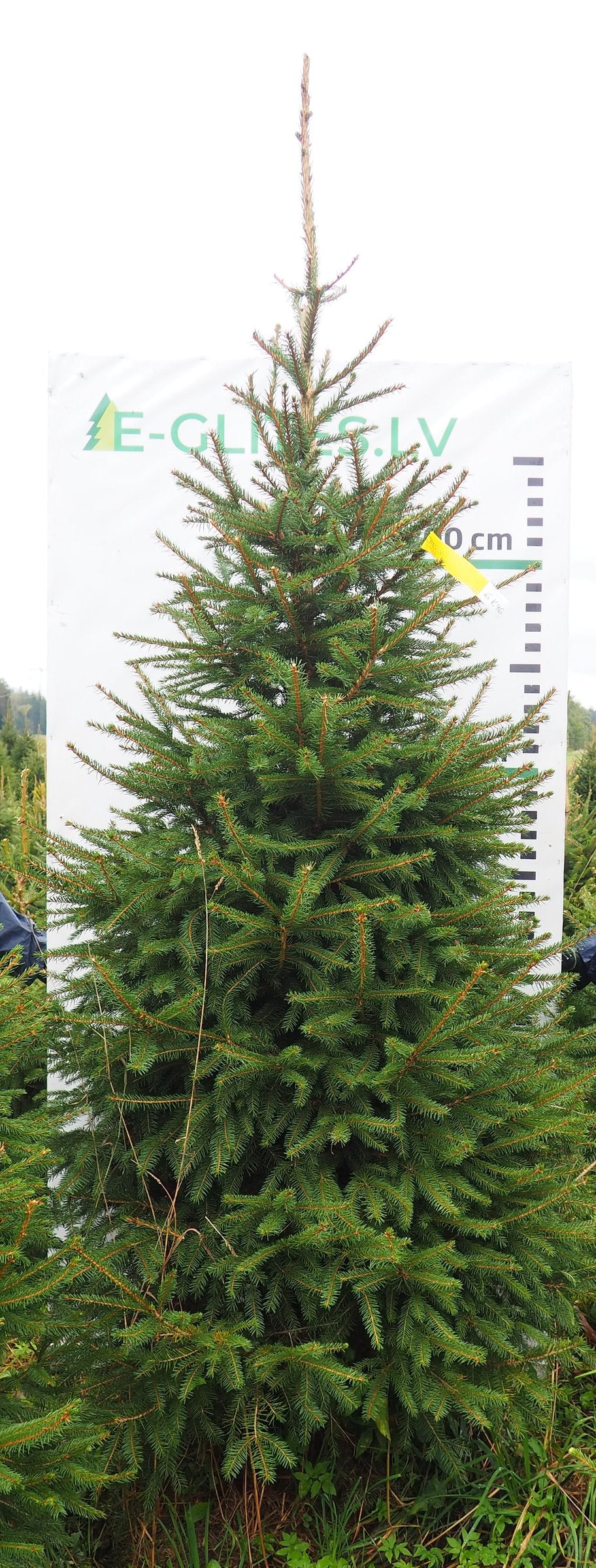Egle 6K46, garums 3.00m