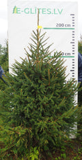 Egle 6K49, garums 2.00m