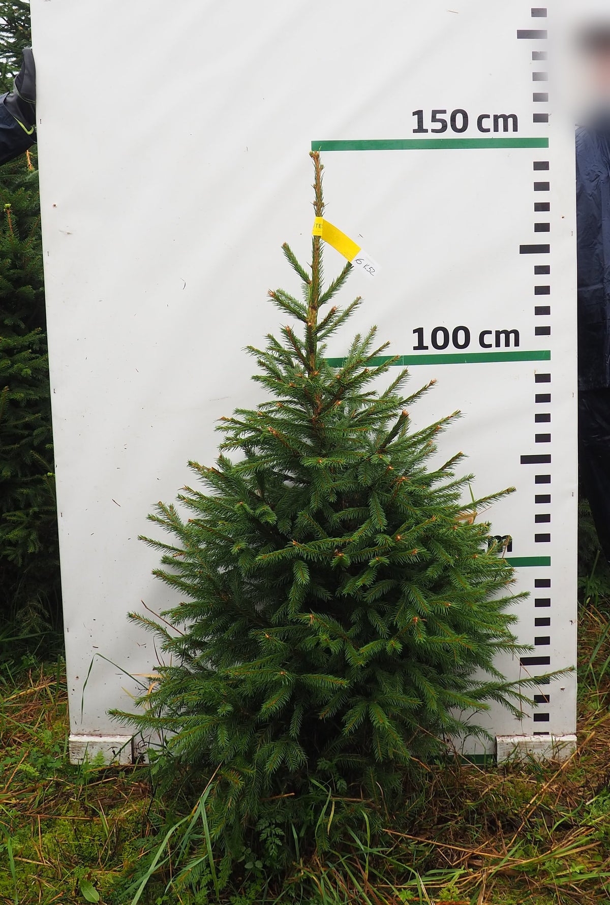 Egle 6K52, garums 1.25m