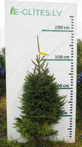 Egle 6K54, garums 1.75m