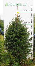 Egle 6K58, garums 2.00m