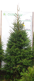Egle 6L23, garums 3.00m