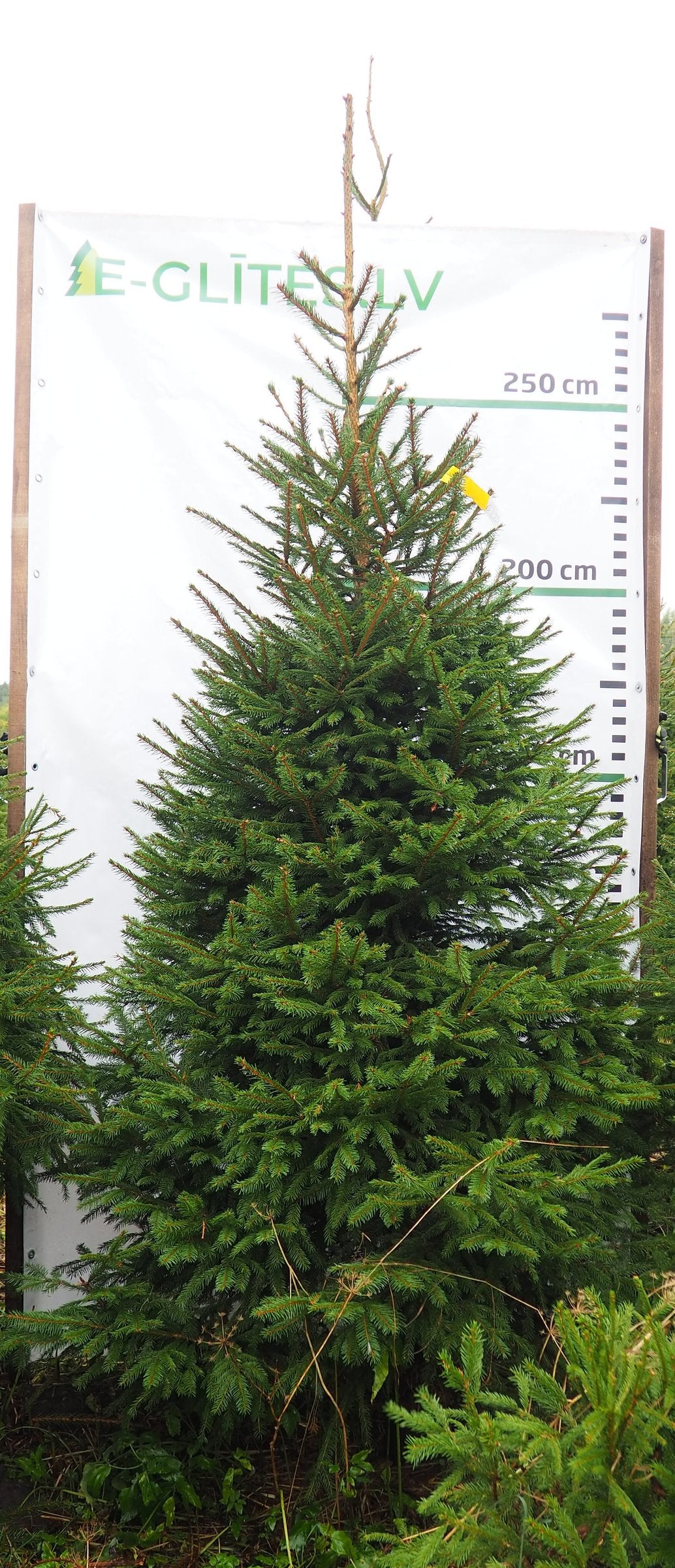 Egle 6L23, garums 3.00m