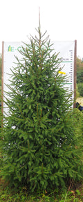 Egle 6L25, garums 3.00m
