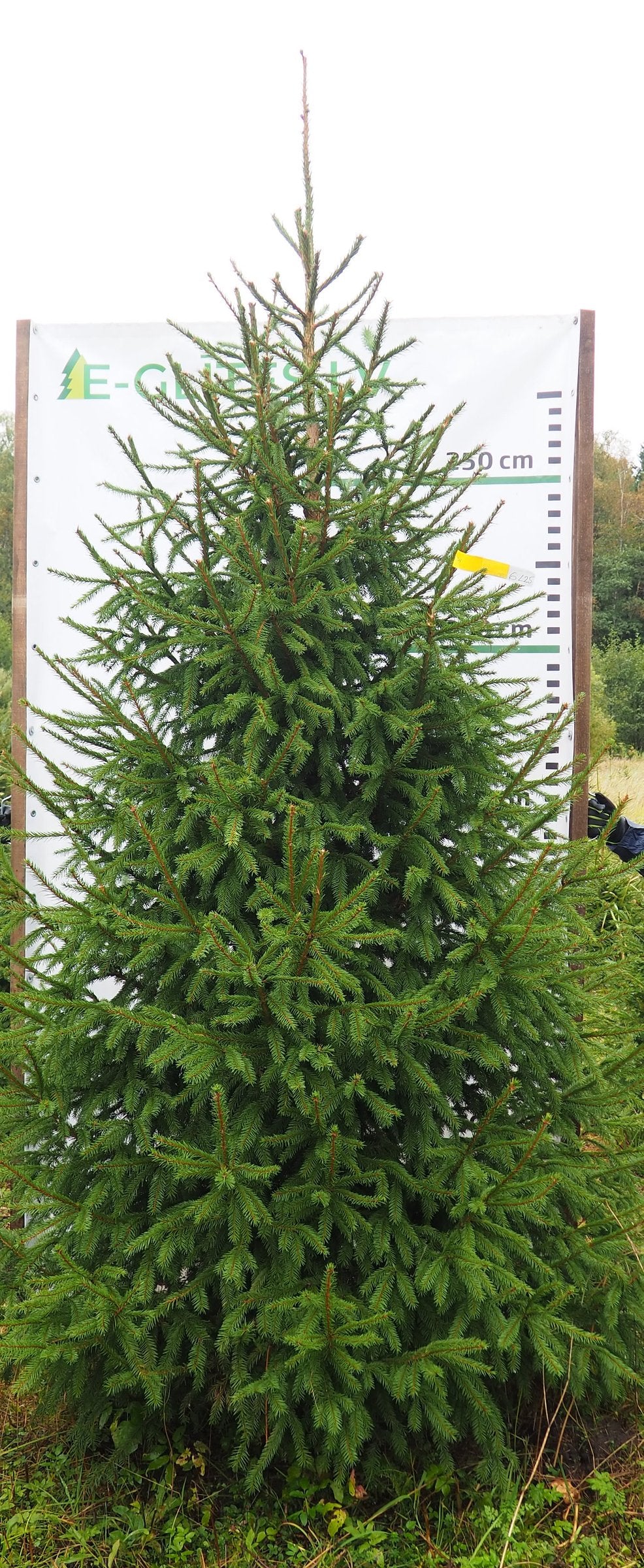 Egle 6L25, garums 3.00m