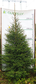 Egle 6L26, garums 2.75m