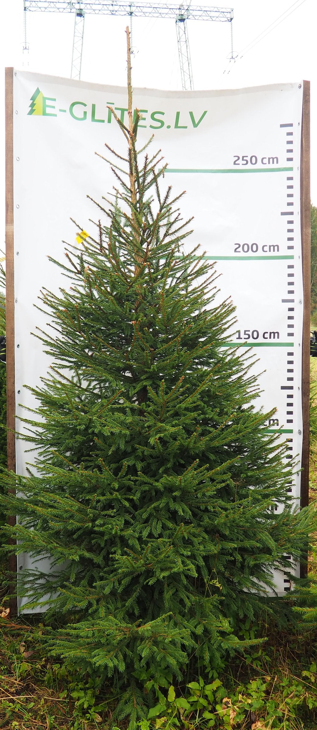 Egle 6L26, garums 2.75m