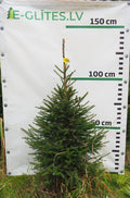 Egle 6T19, garums 1.25m