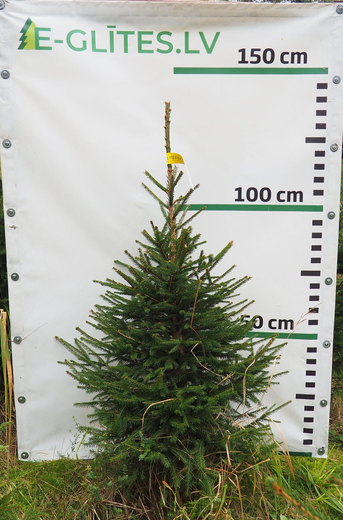 Egle 6T19, garums 1.25m