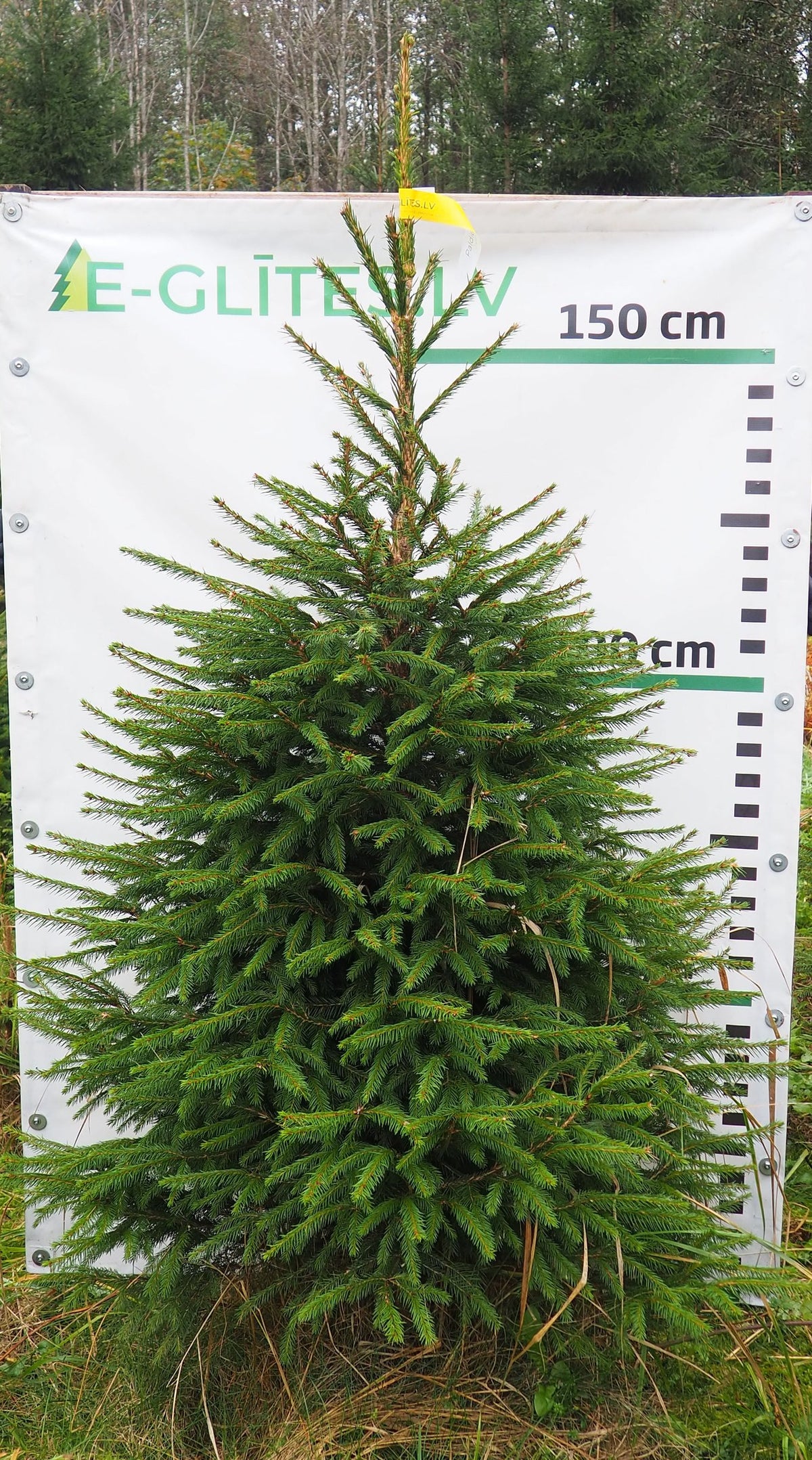 Egle 6T20, garums 1.75m