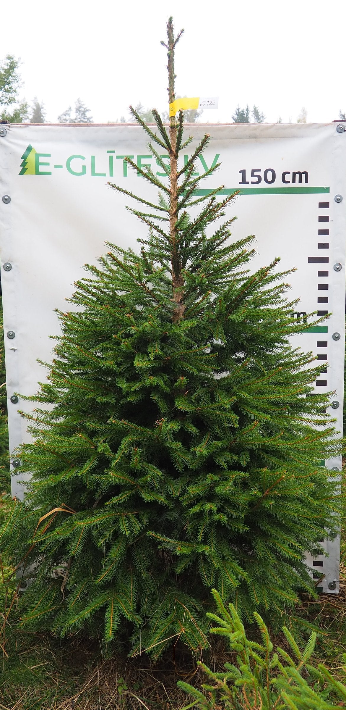 Egle 6T22, garums 2.00m