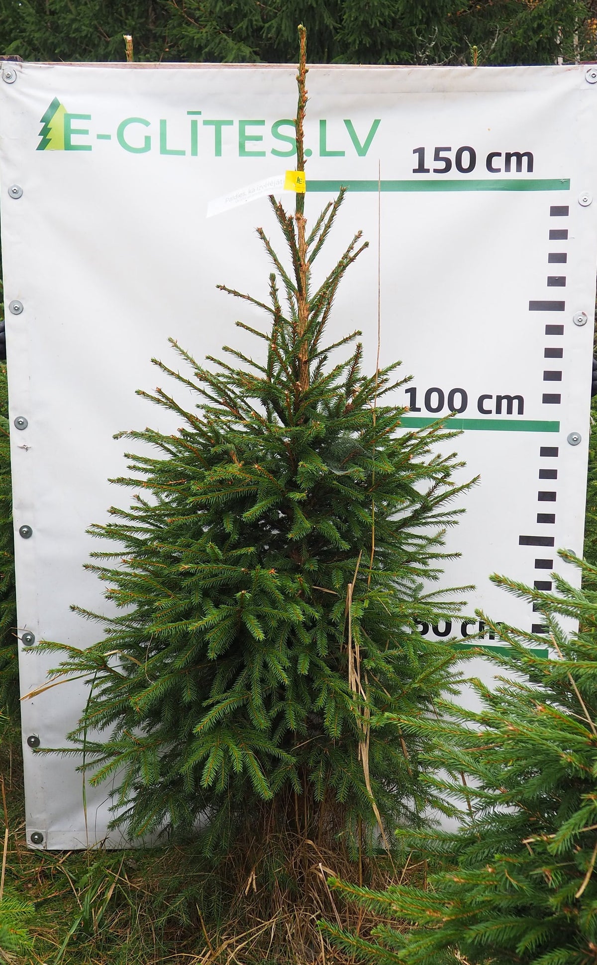 Egle 6T24, garums 1.50m