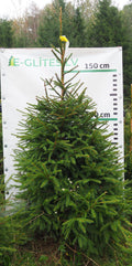 Egle 6T26, garums 2.00m