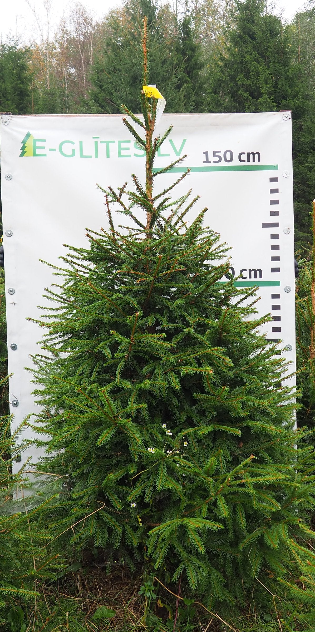 Egle 6T26, garums 2.00m