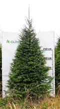 Egle 7D11, garums 3.50m
