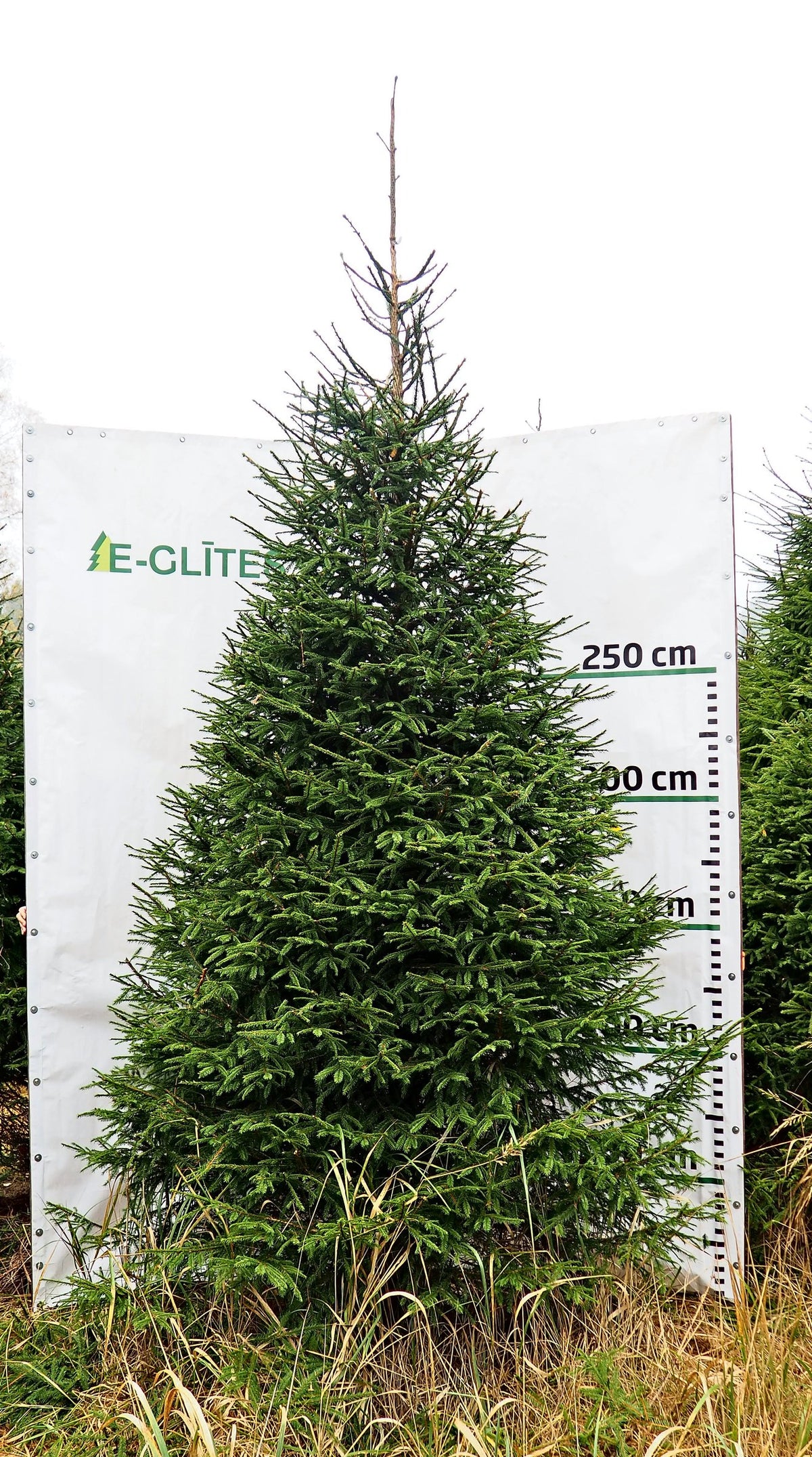 Egle 7D11, garums 3.50m