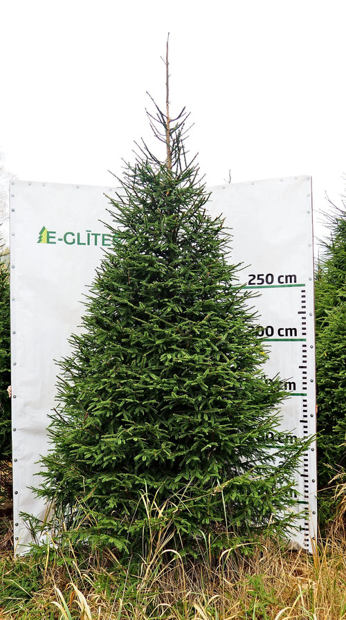 Egle 7D11, garums 3.50m