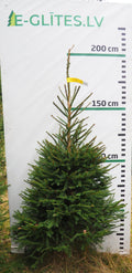 Egle 7H18, garums 1.75m