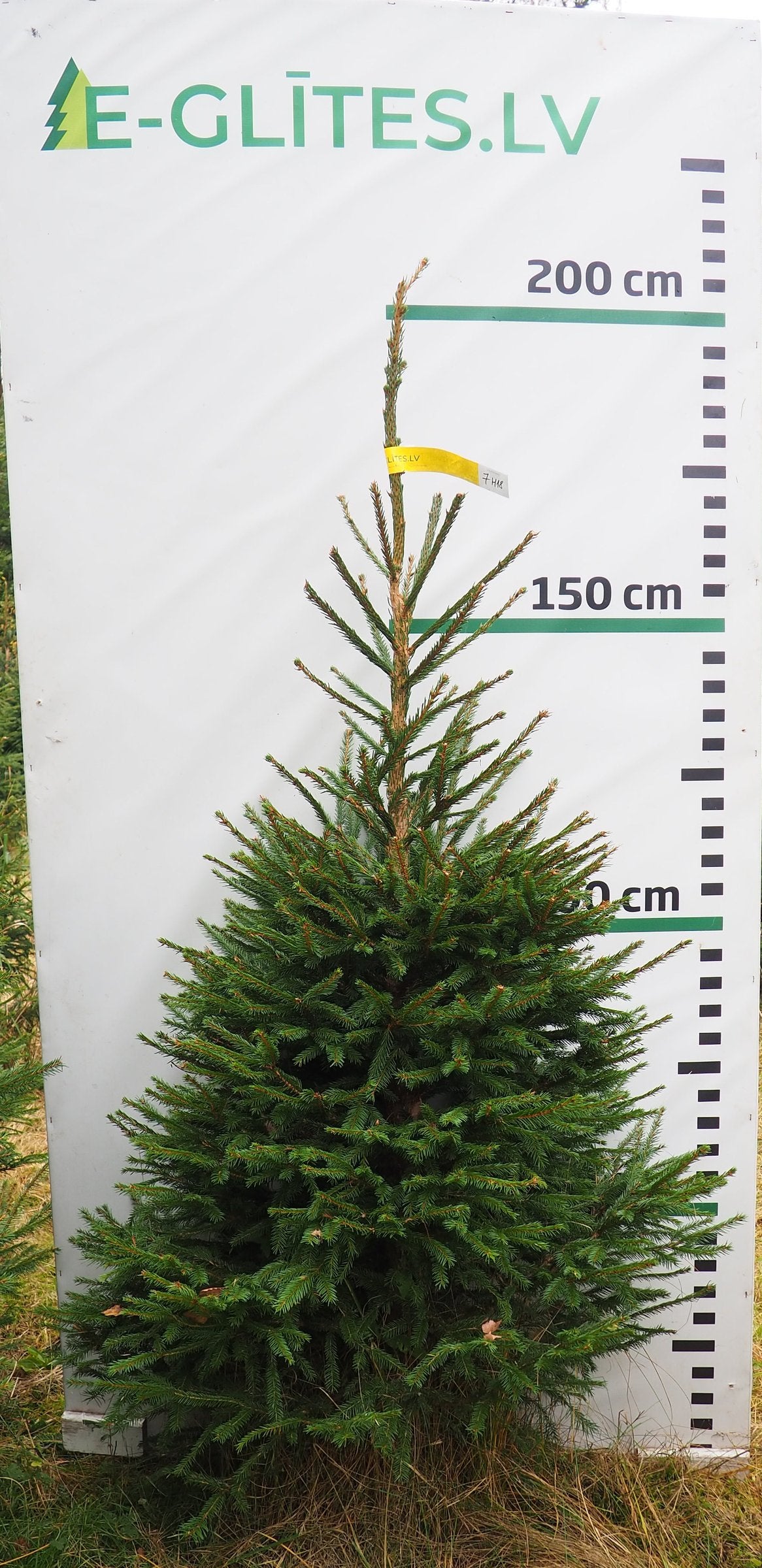Egle 7H18, garums 1.75m