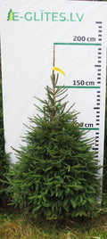 Egle 7HB24, garums 1.75m