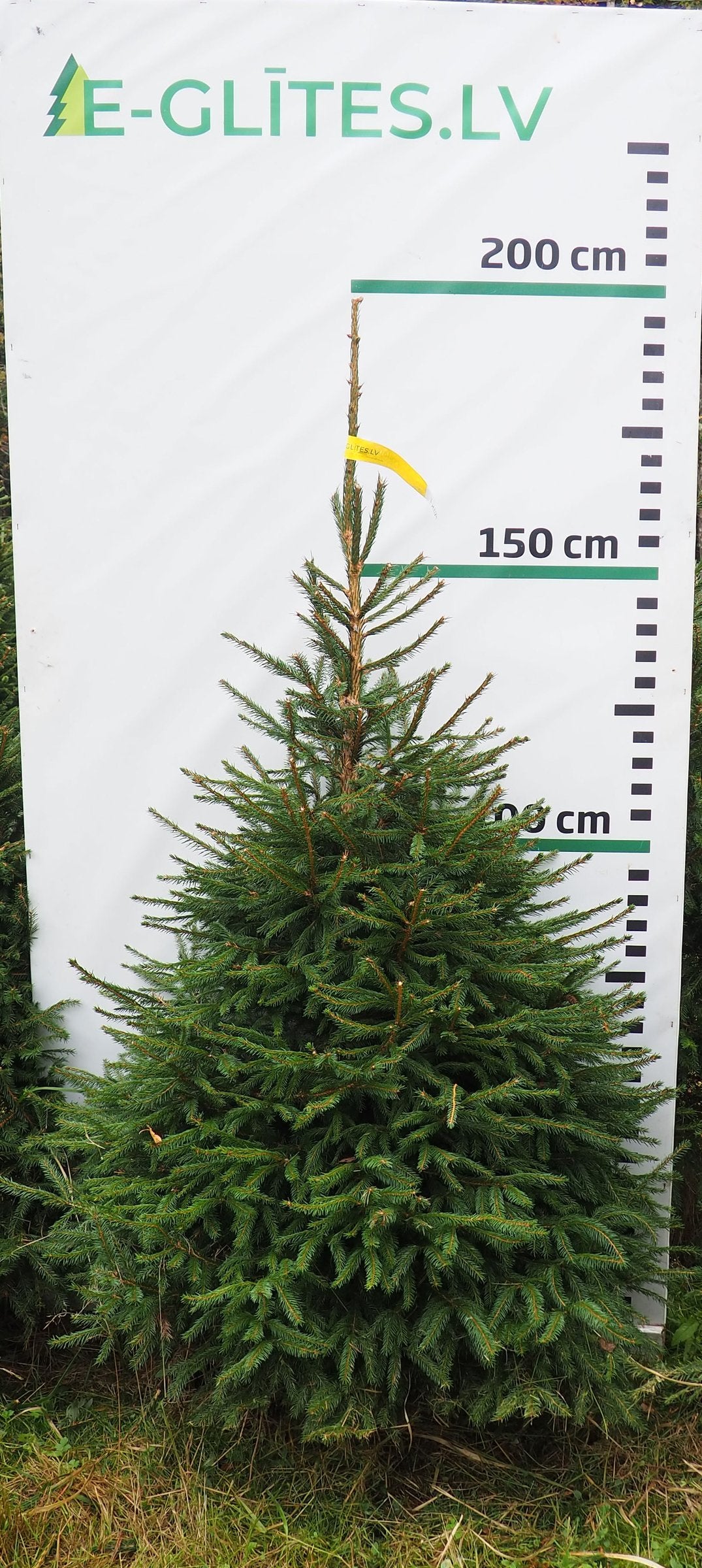Egle 7HB24, garums 1.75m
