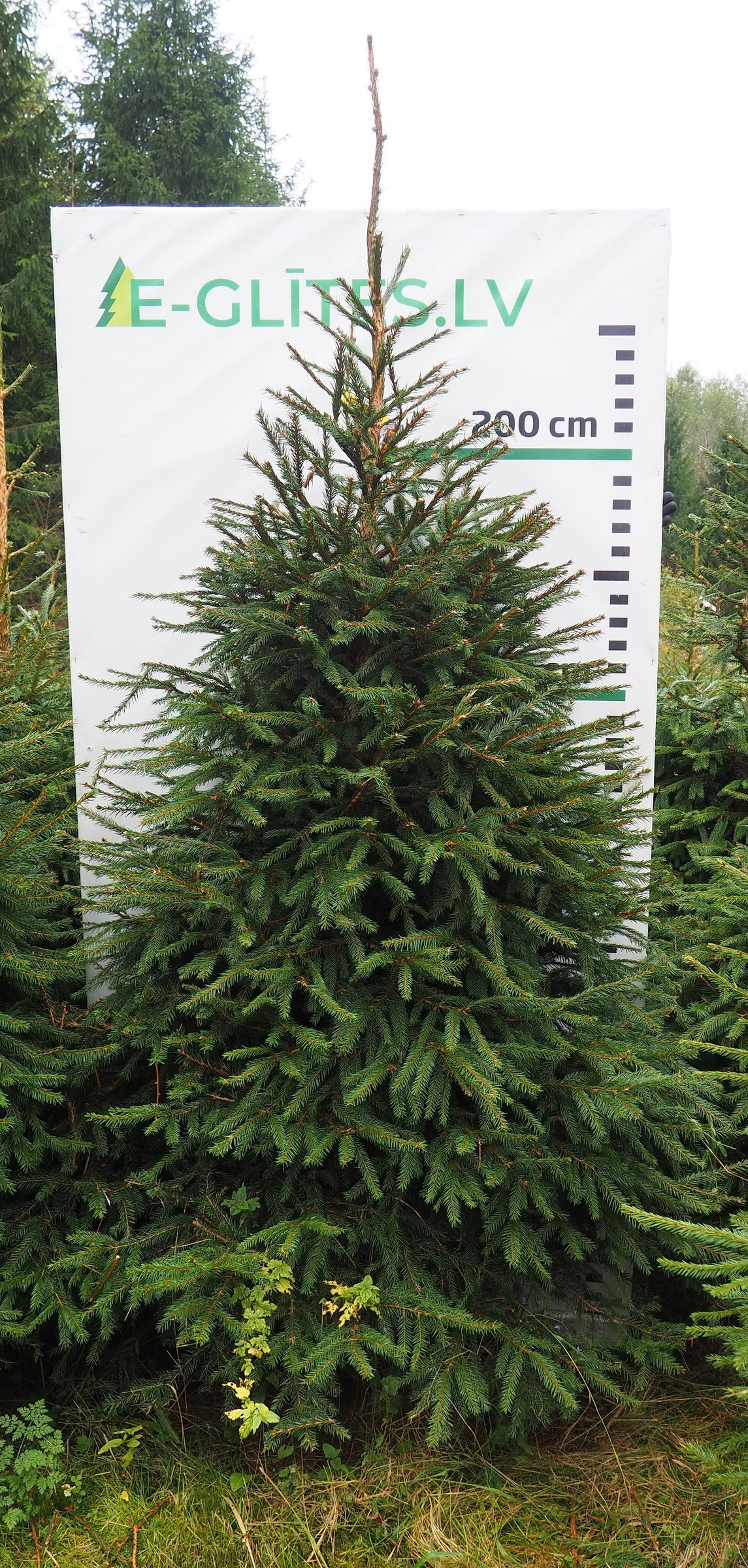 Egle 7HB25, garums 2.50m