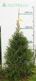 Egle 7J16, garums 2.00m