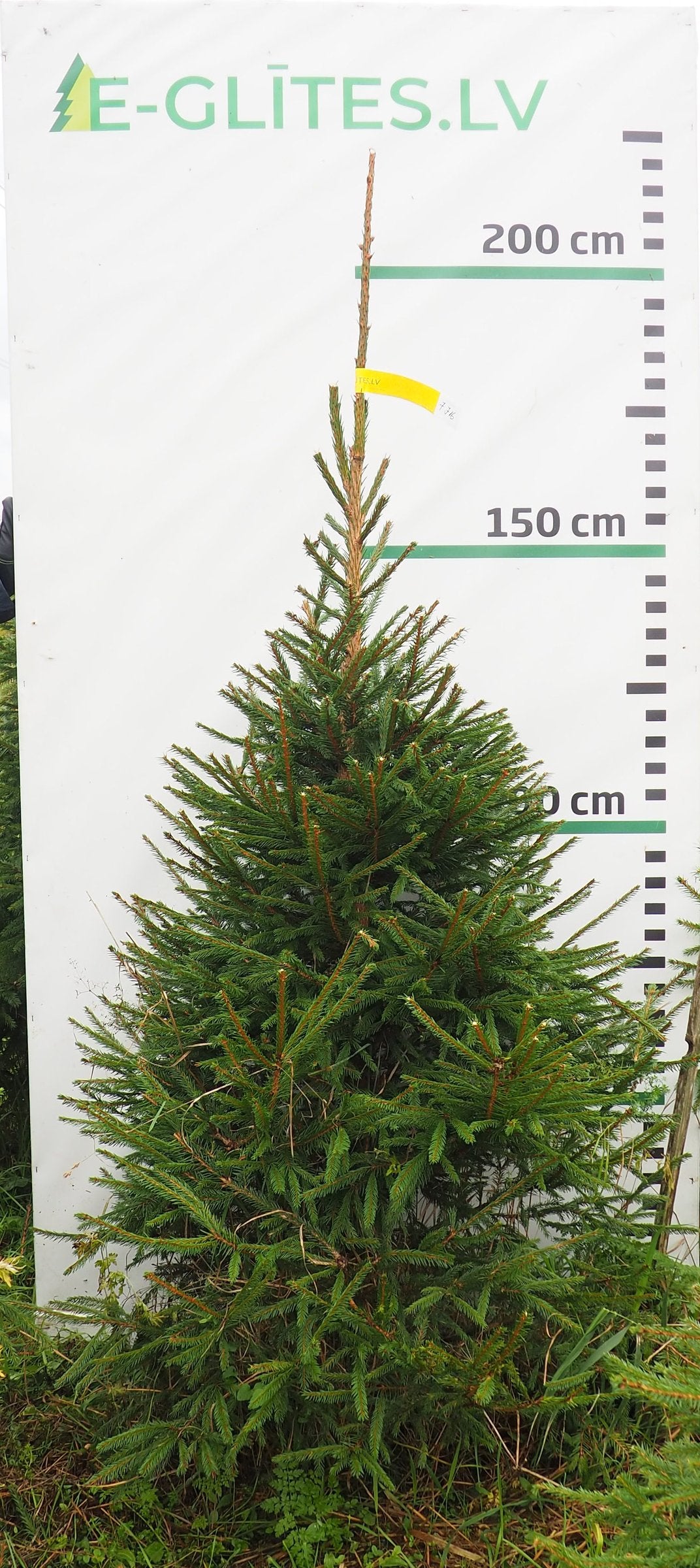 Egle 7J16, garums 2.00m