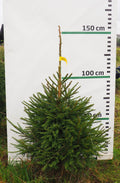 Egle 7J18, garums 1.25m