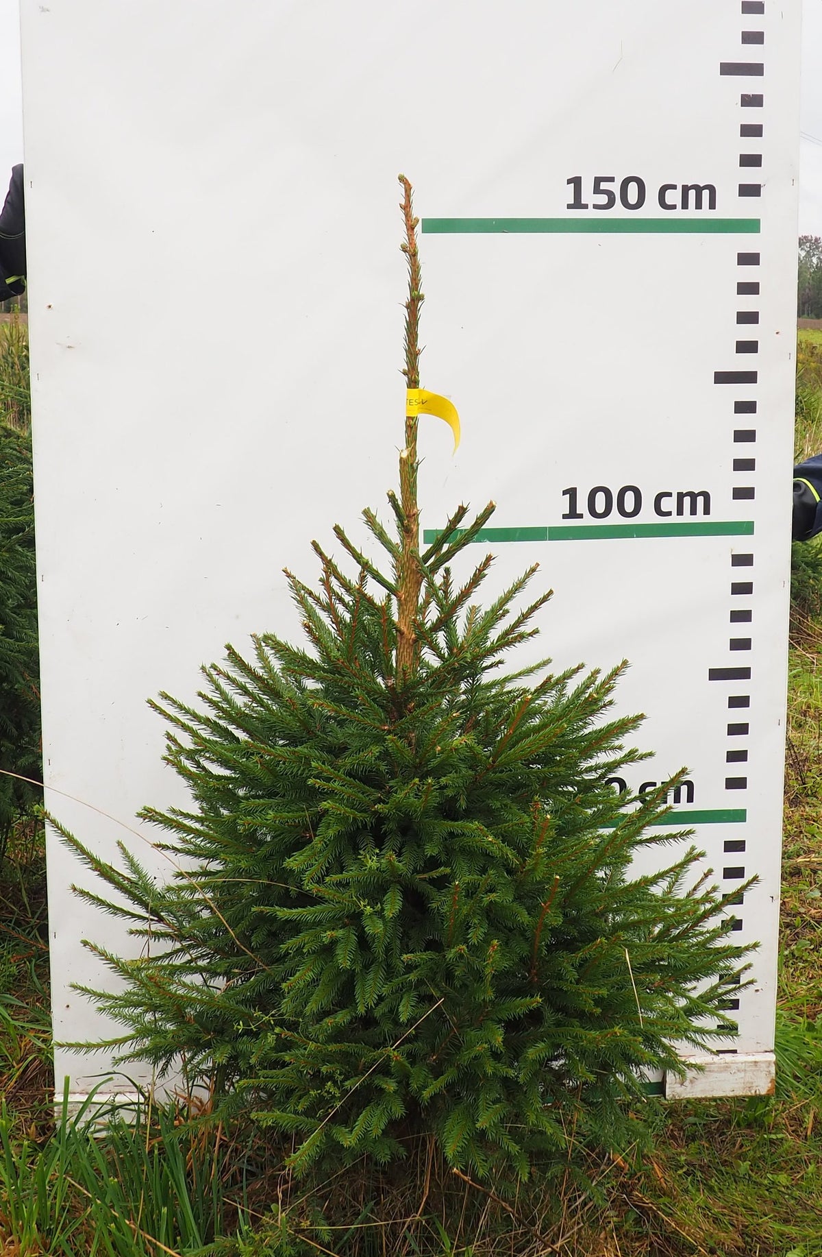 Egle 7J18, garums 1.25m