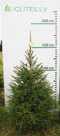 Egle 7J19, garums 1.75m