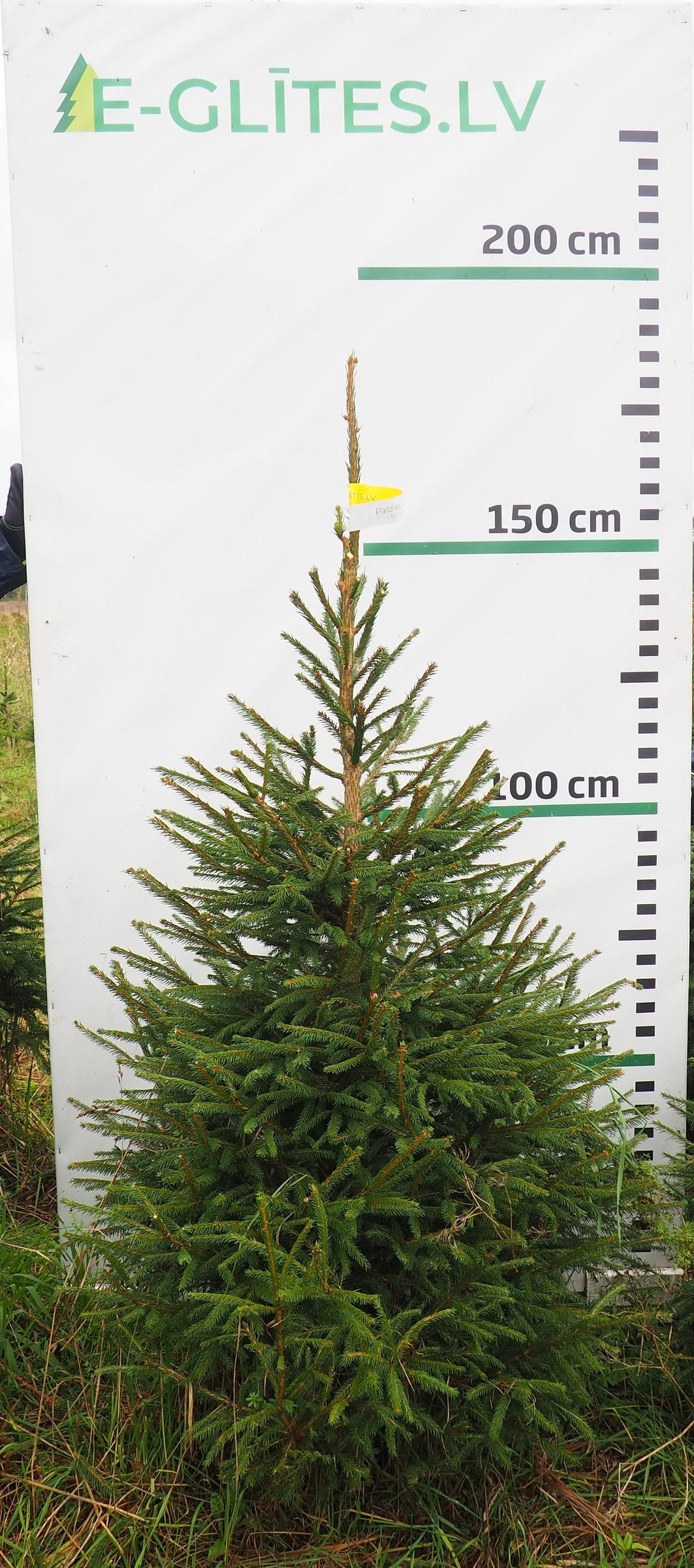 Egle 7J19, garums 1.75m