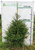 Egle 7J21, garums 1.50m
