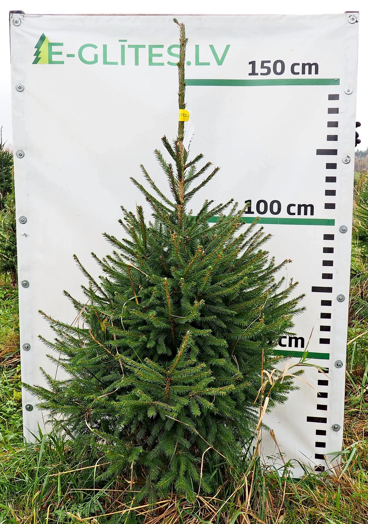 Egle 7J21, garums 1.50m