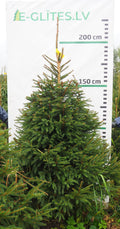 Egle 7K59, garums 2.00m