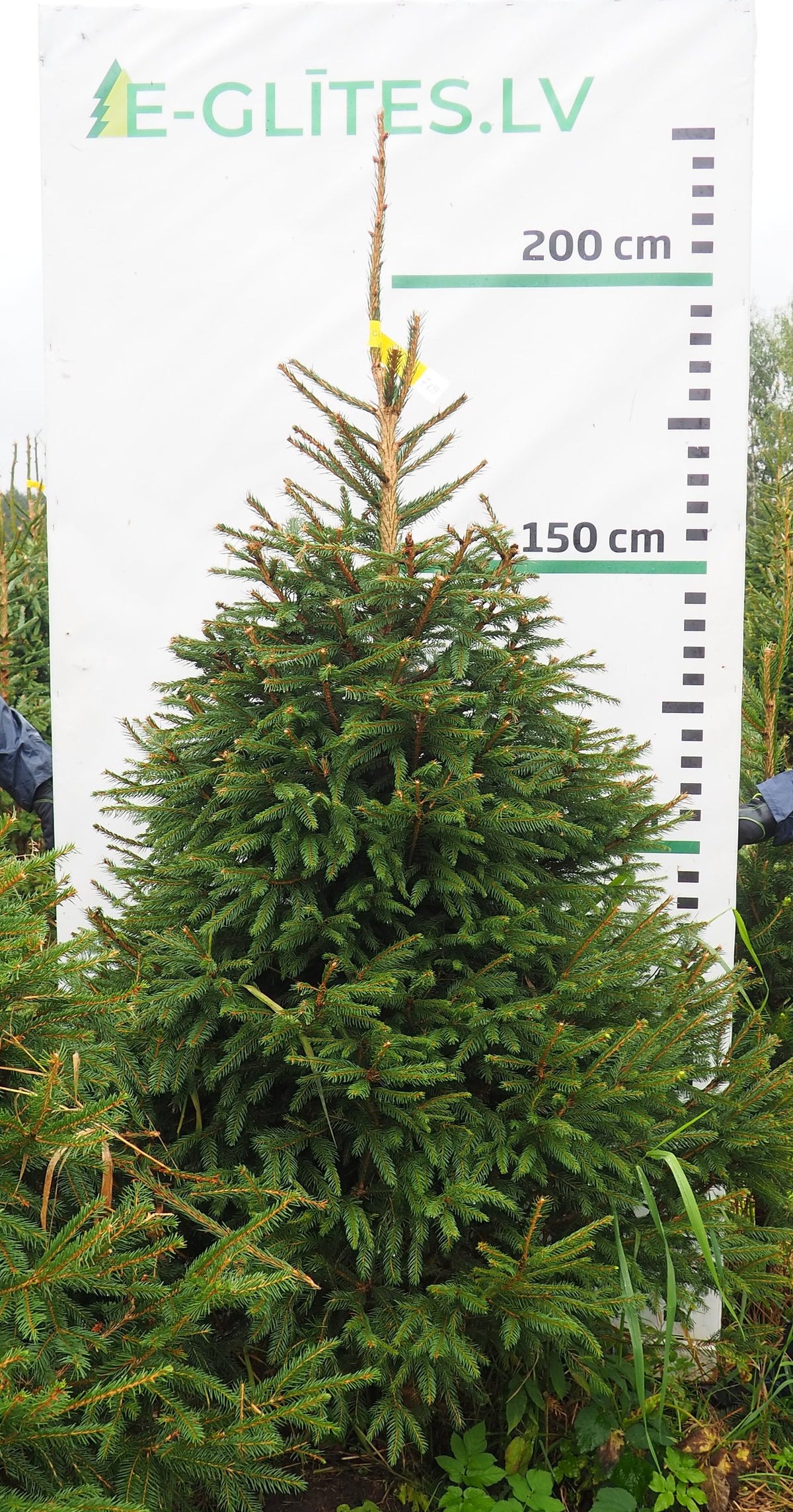 Egle 7K59, garums 2.00m