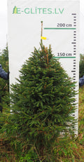 Egle 7K60, garums 2.00m