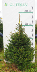 Egle 7K61, garums 1.75m