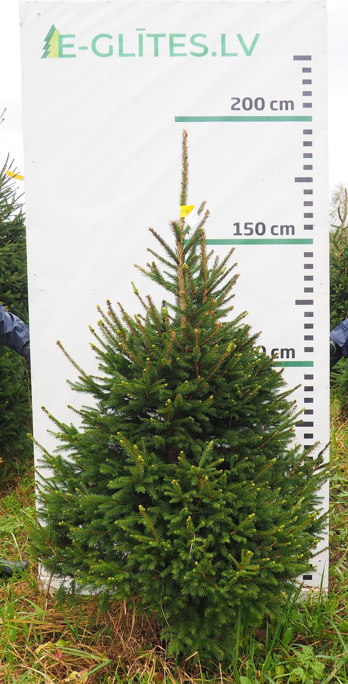 Egle 7K61, garums 1.75m