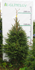 Egle 7K62, garums 2.00m