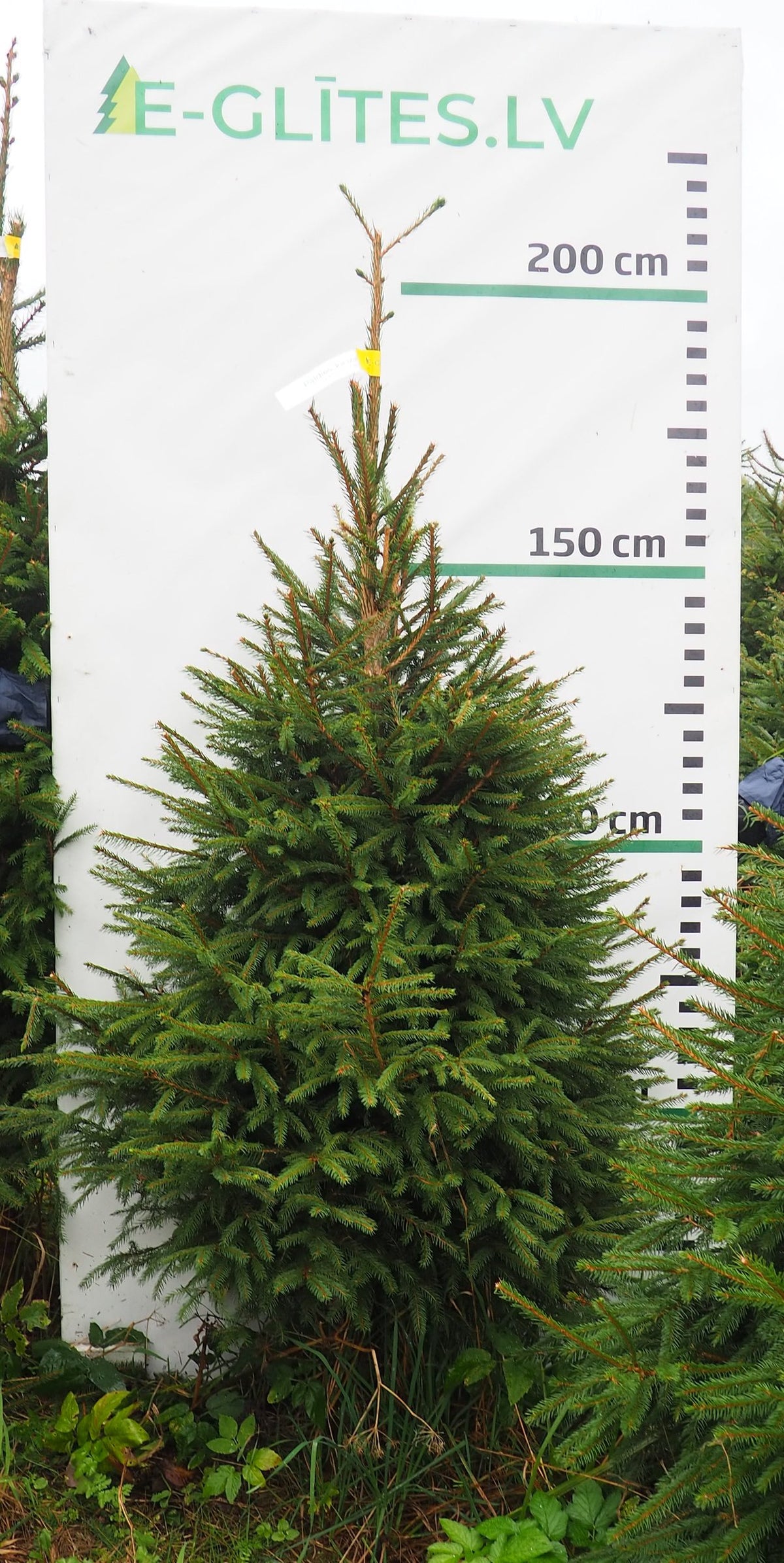 Egle 7K62, garums 2.00m