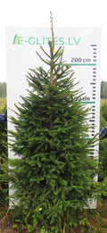 Egle 7K63, garums 2.50m