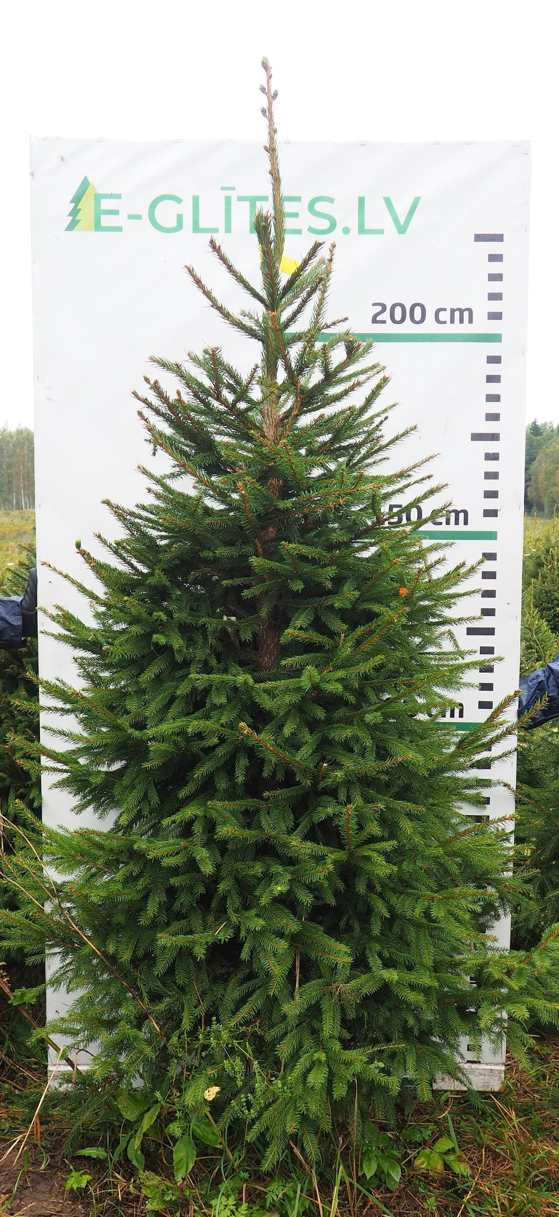Egle 7K63, garums 2.50m