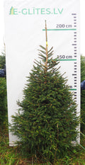 Egle 7K65, garums 2.00m