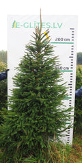 Egle 7K66, garums 2.25m