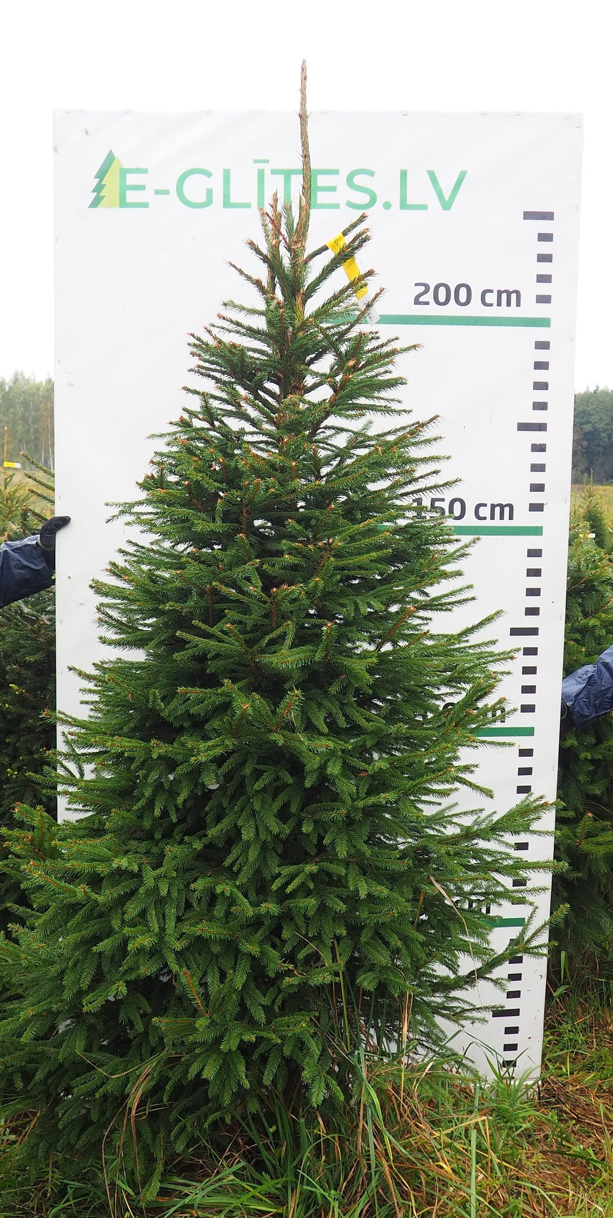 Egle 7K66, garums 2.25m