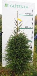 Egle 7K67, garums 2.00m
