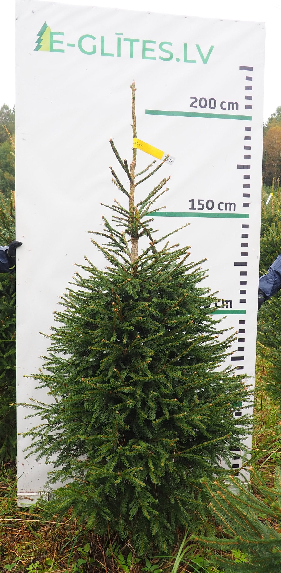 Egle 7K67, garums 2.00m
