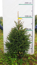 Egle 7K68, garums 1.50m